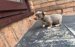 Jack Russell dogs for sale: 🐾 Adorable Jack Russell Puppies for Sale! 🐾 - Image 9