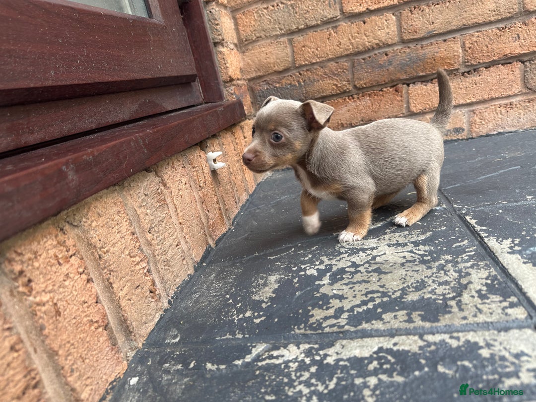 Jack Russell dogs for sale: 🐾 Adorable Jack Russell Puppies for Sale! 🐾 - Image 9