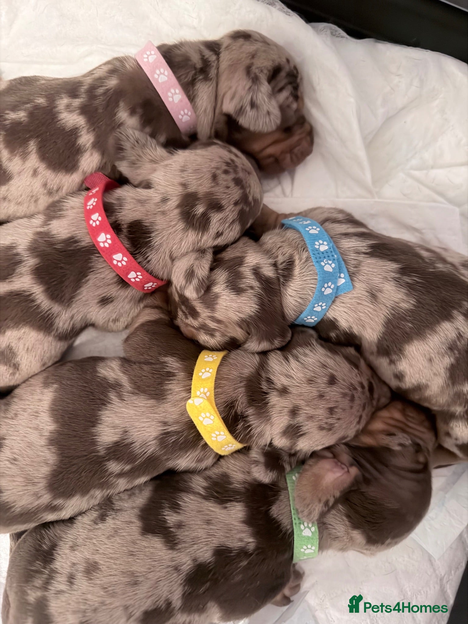 Miniature Dachshund dogs Beautiful miniature dachshund puppies  - Advert 1