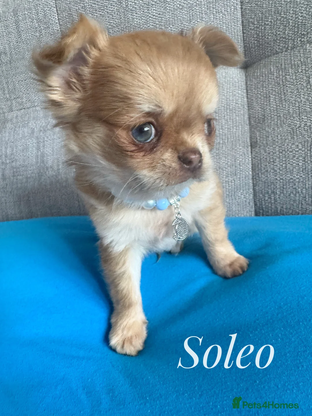 Chihuahua dogs for sale: Chihuahua puppies lilac merle Russian lines - Advert 2