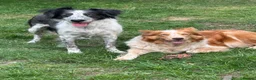 Border Collie dogs for sale: Stunning Border Collie pups in ELY - Advert 3