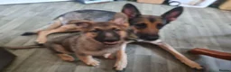 German Shepherd dogs for sale: 2x Male German Shepherd puppies for sale - Advert 3