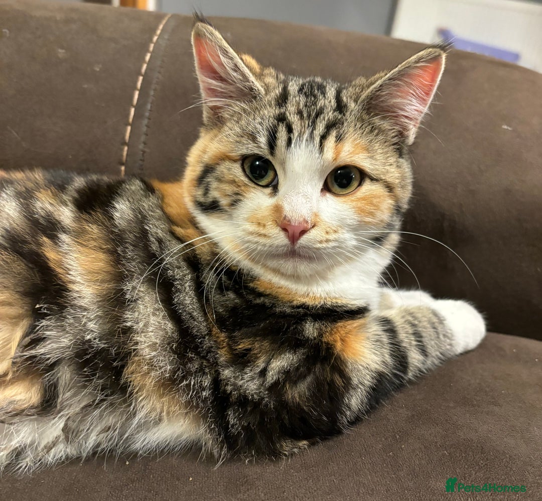 British Shorthair cats for sale: Rehoming older cat 1 year olds - Advert 5