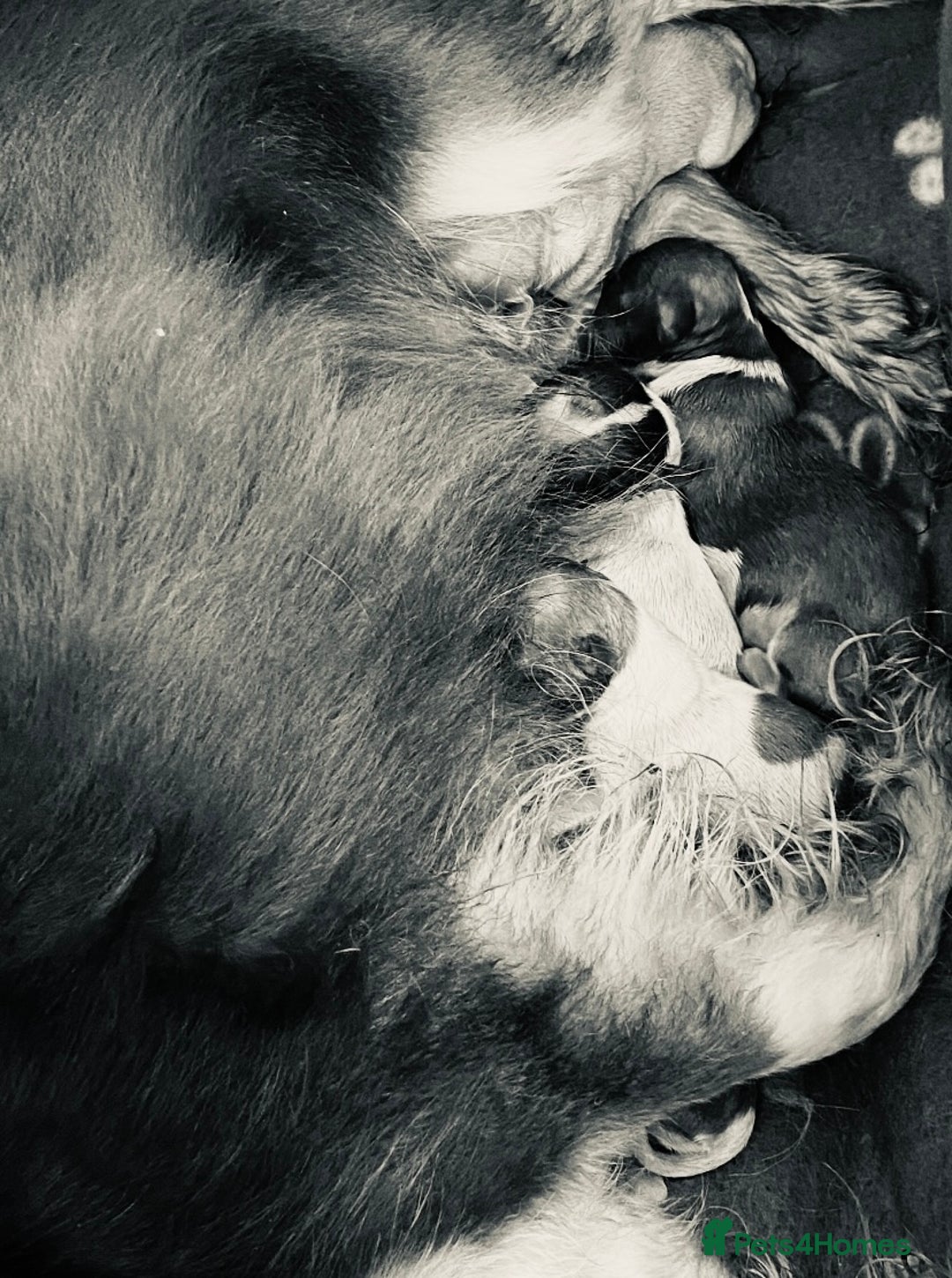 Chihuahua dogs for sale: 2 chihuahua boys left  - Image 21