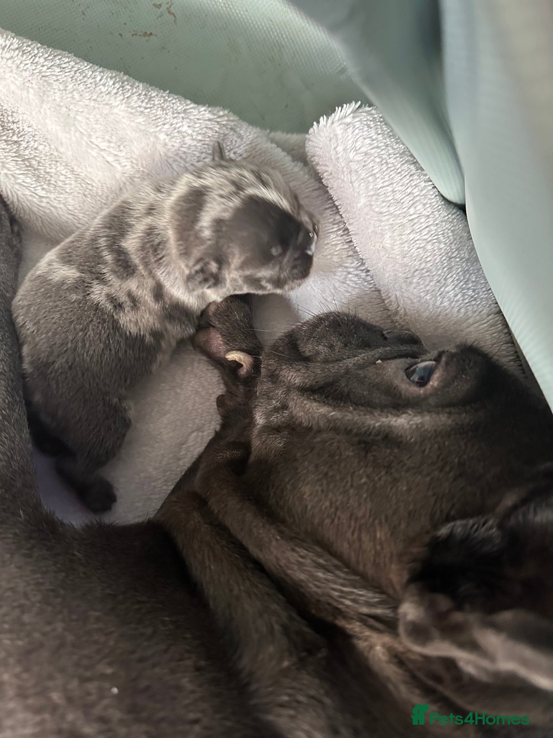 French Bulldog dogs for sale: Blue merle French bulldog puppy  - Advert 2