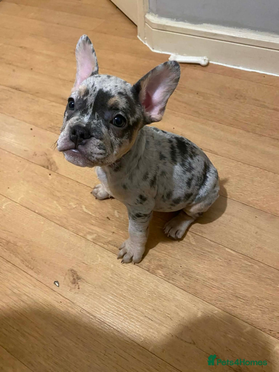 French Bulldog dogs for sale: French bulldog puppies x7  - Advert 2
