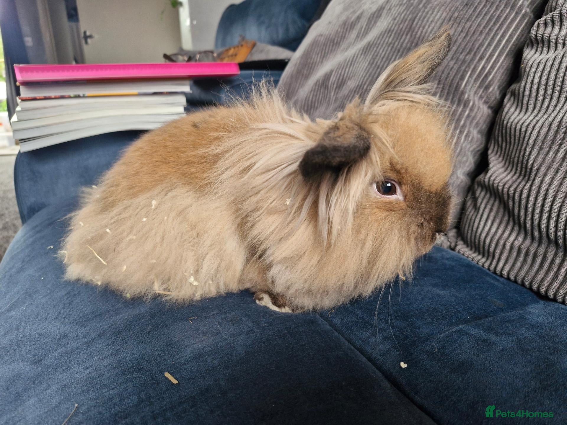 Lionhead rabbits Lion head  rabbits  - Advert 2