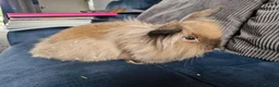 Lionhead rabbits for sale: Lion head  rabbits  - Advert 1