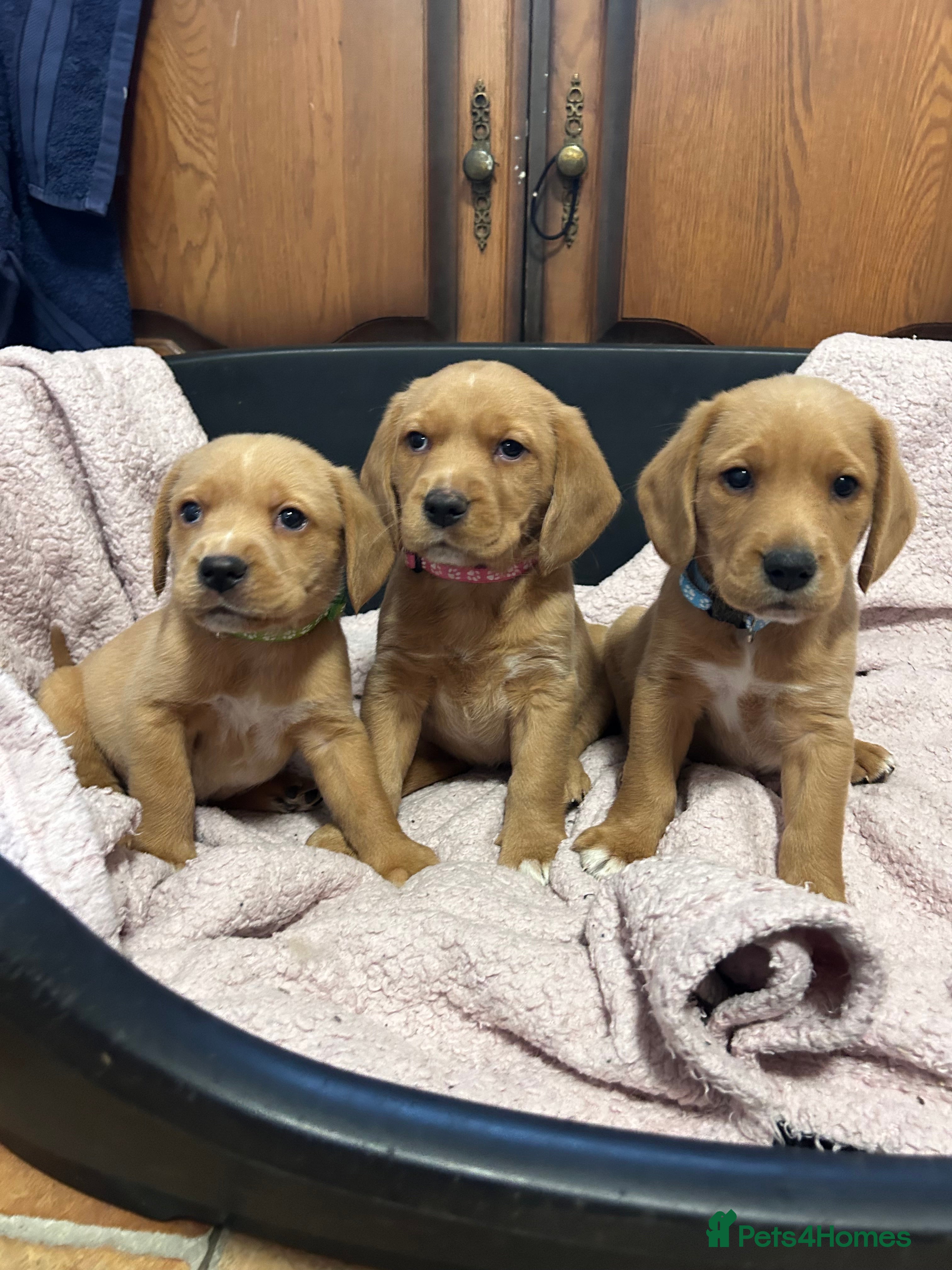 Mixed Breed dogs BEAUTIFUL GOLDEN BEAGADOR PUPPIES! - Advert 2