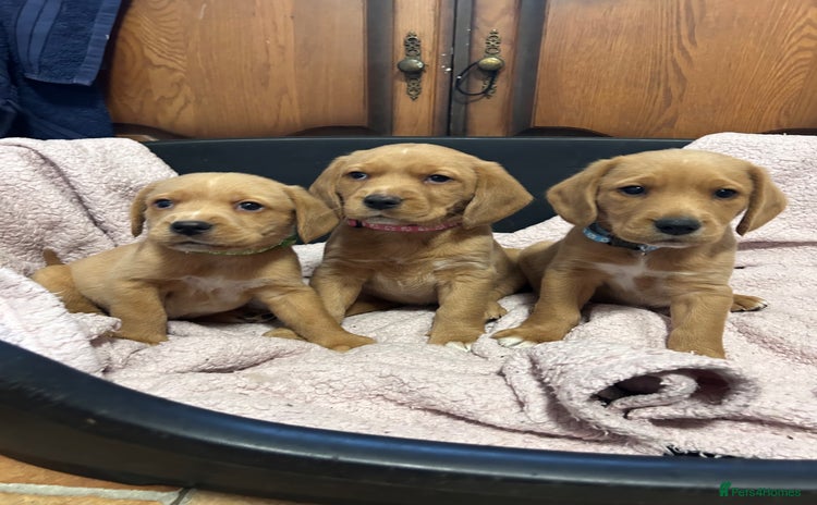 Mixed Breed dogs BEAUTIFUL GOLDEN BEAGADOR PUPPIES! - Advert 1