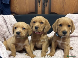 Mixed Breed dogs BEAUTIFUL GOLDEN BEAGADOR PUPPIES! - Advert 1