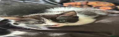 Ragdoll 1