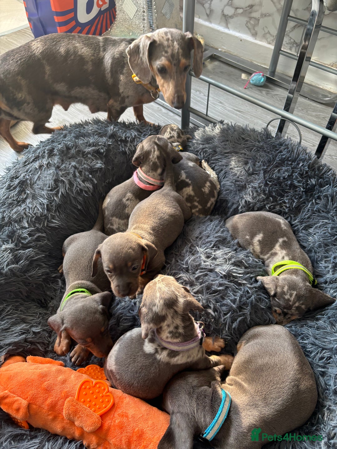 Dachshund dogs for sale: 7 beautiful dachshund baby’s  - Image 13