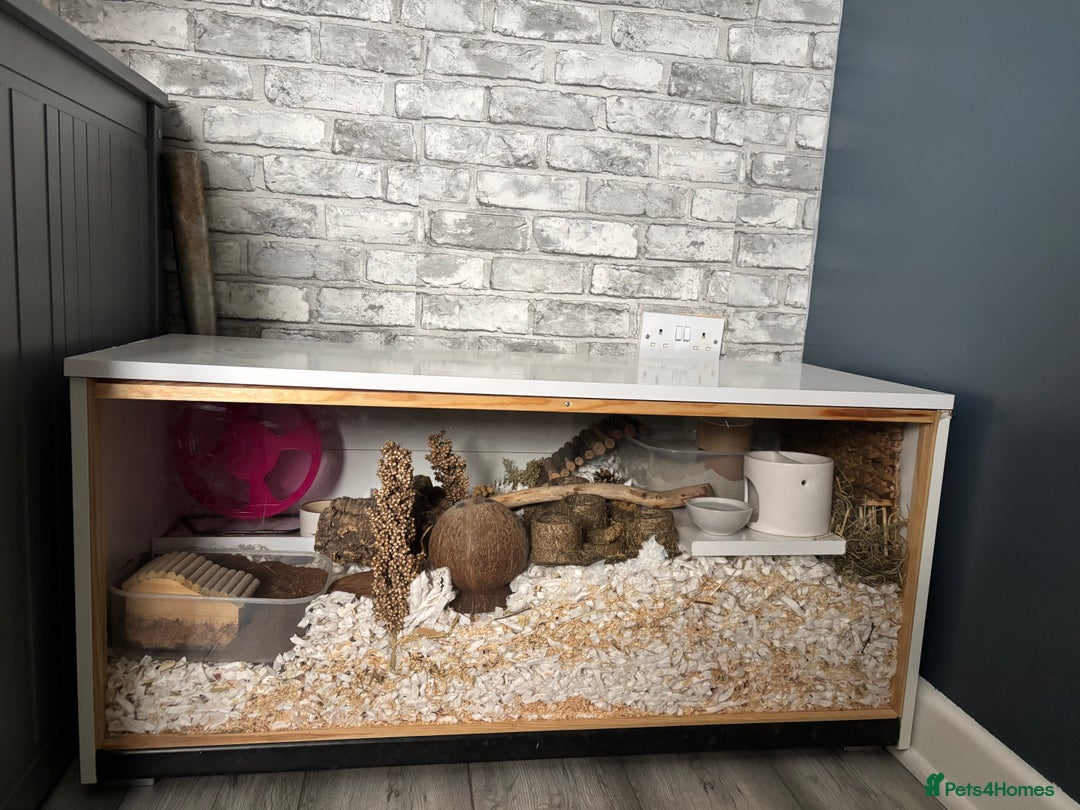 Hamster rodents for sale: Dwarf hamster  - Image 10
