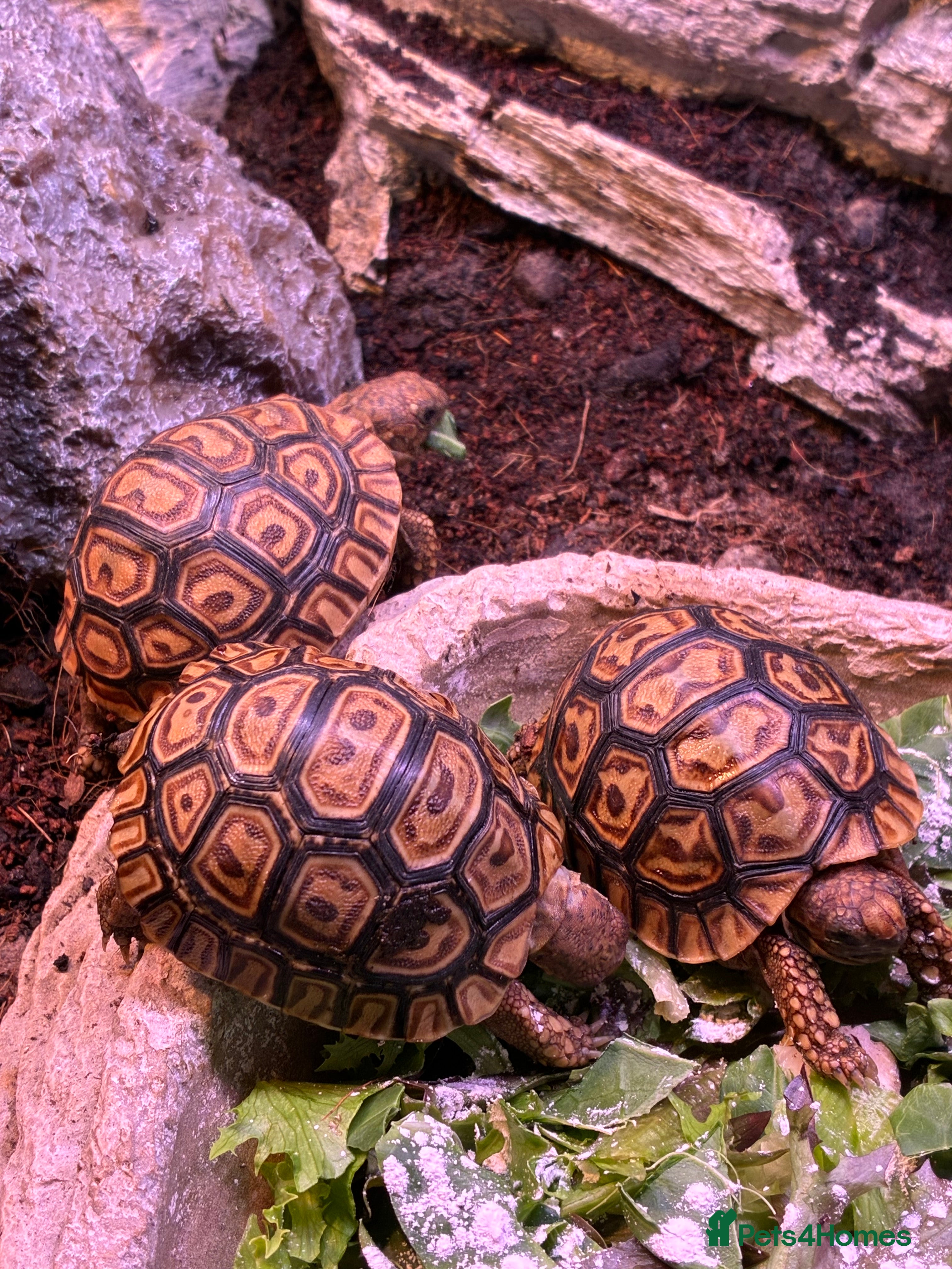 Tortoise reptiles Baby leopard tortoises for sale  - Advert 10
