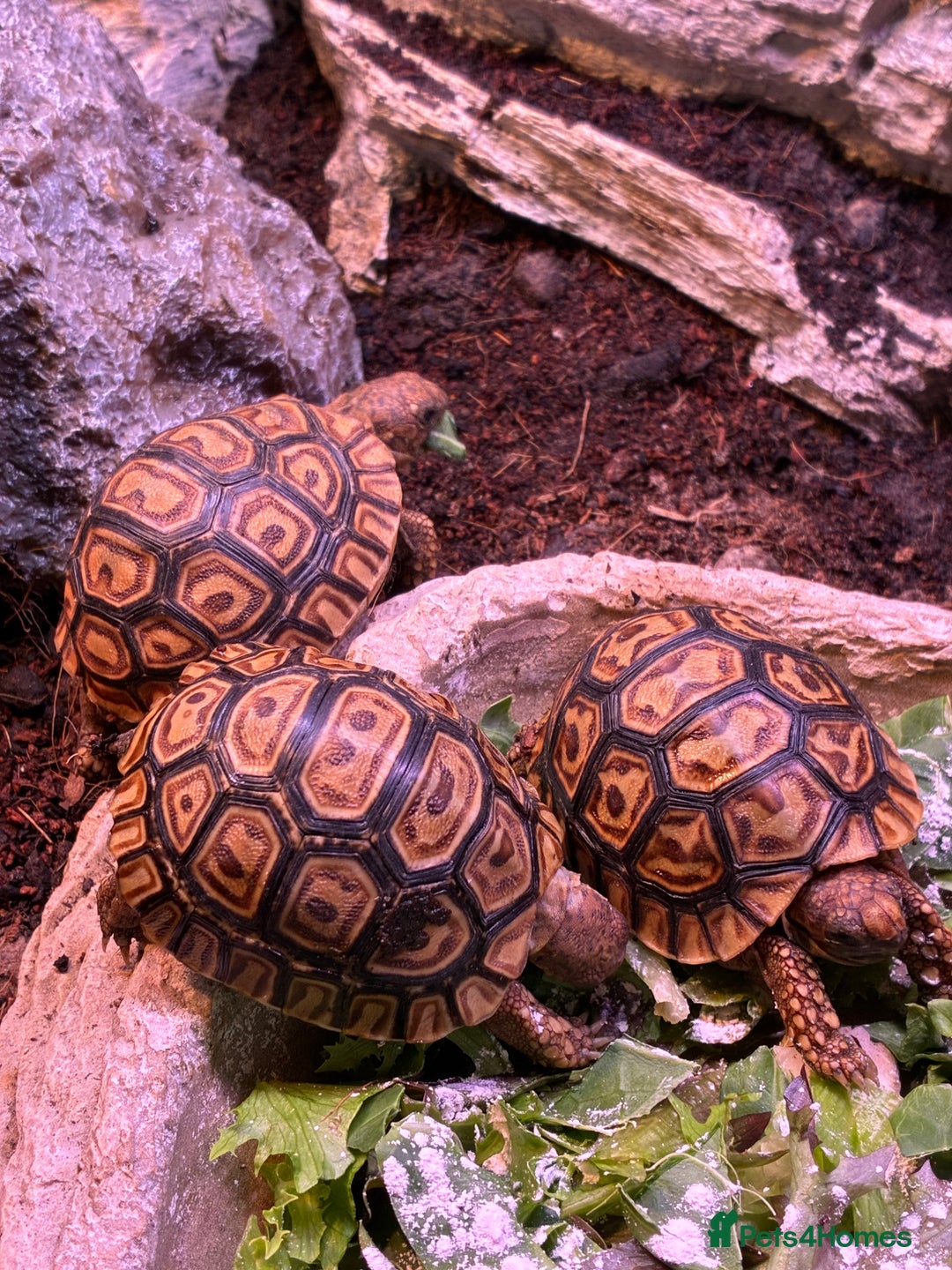 Tortoise reptiles for sale: Baby leopard tortoises for sale  - Advert 1