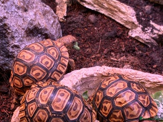 Tortoise reptiles Baby leopard tortoises for sale - Advert 1