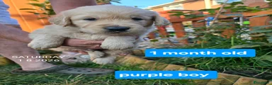 Purple boy
