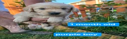 Golden Retriever dogs for sale: Gorgeous Golden Retriever Puppies KC Reg  - Advert 13