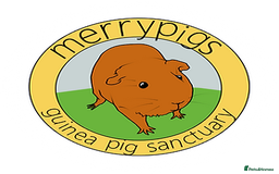 Guinea Pig rodents for sale: Rescue space for Guinea pigs available - Image 5
