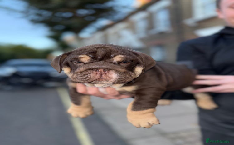 English Bulldog dogs - Advert 2
