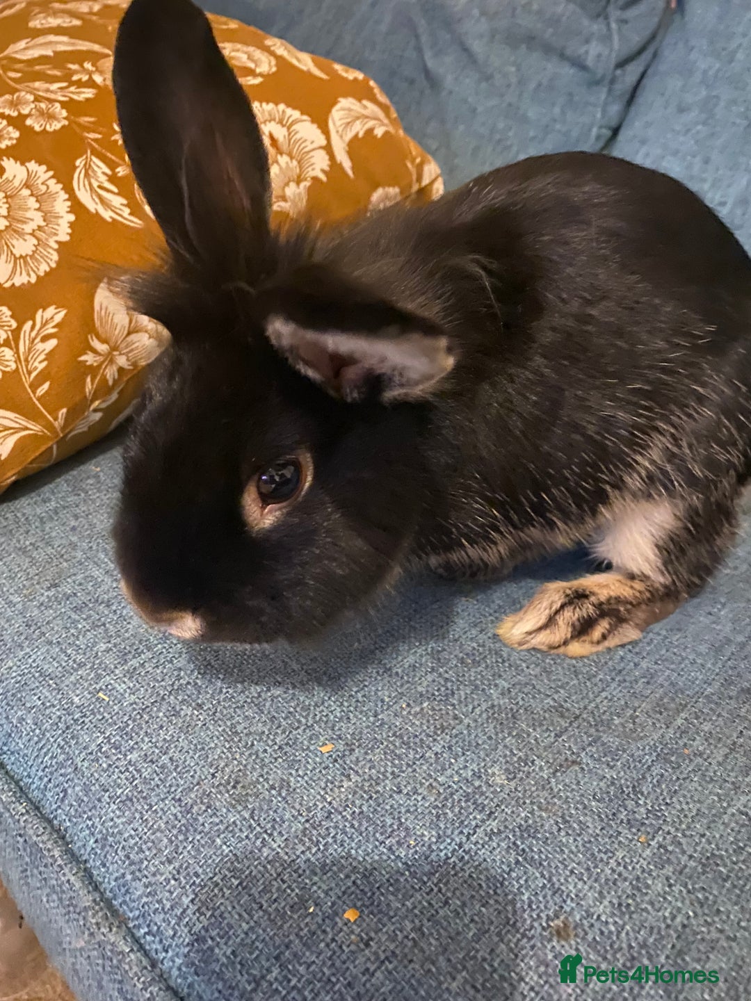 Lionhead rabbits for sale: Need rehoming before 2nd February  - Advert 2