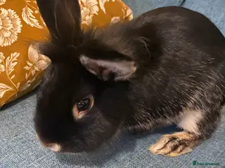 Lionhead rabbits Need rehoming before 4th February - Advert 4