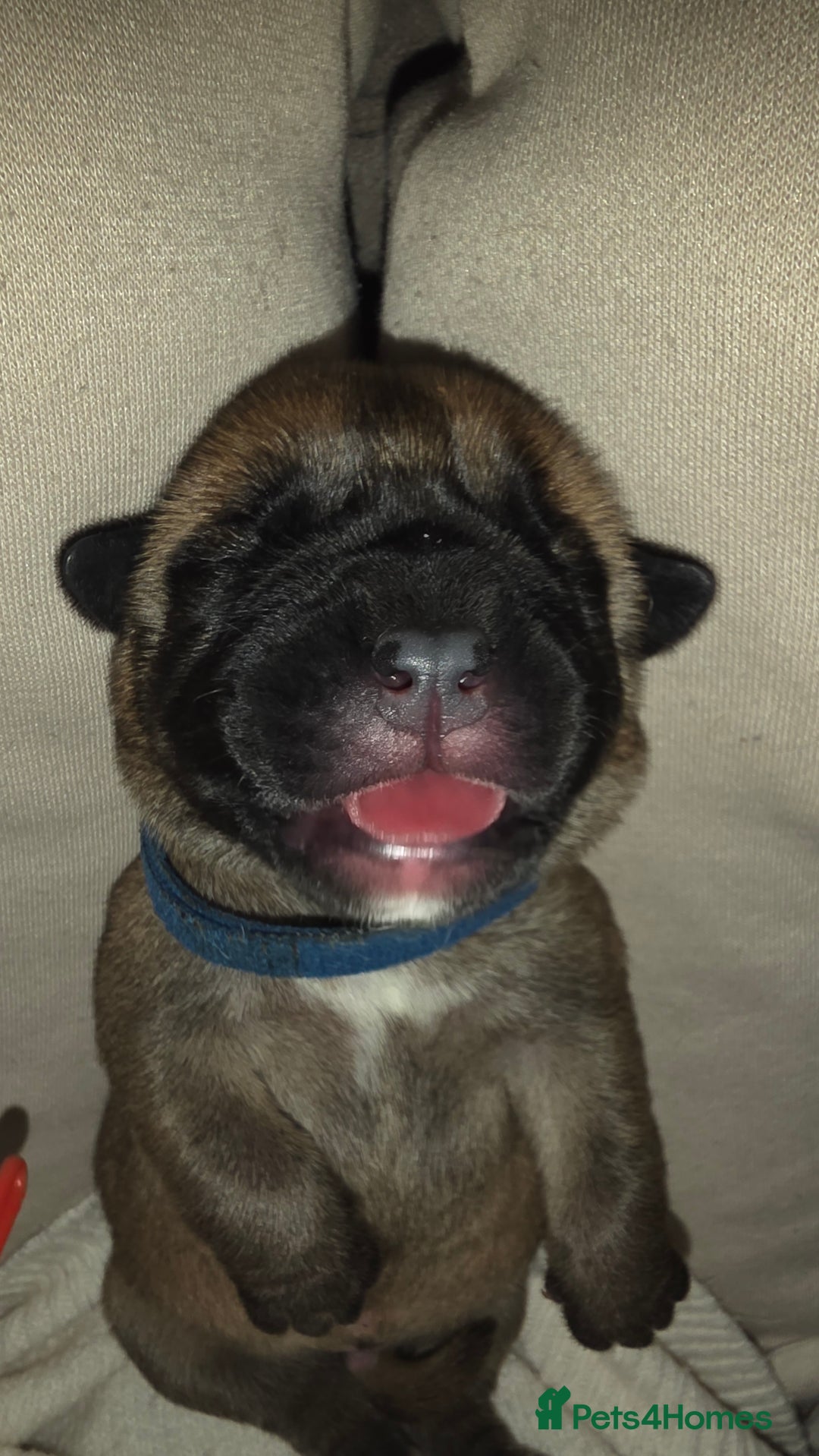 Mixed Breed dogs for sale: Adorable Bull Bordeaux Puppies  - Image 6