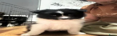 Pomsky 7