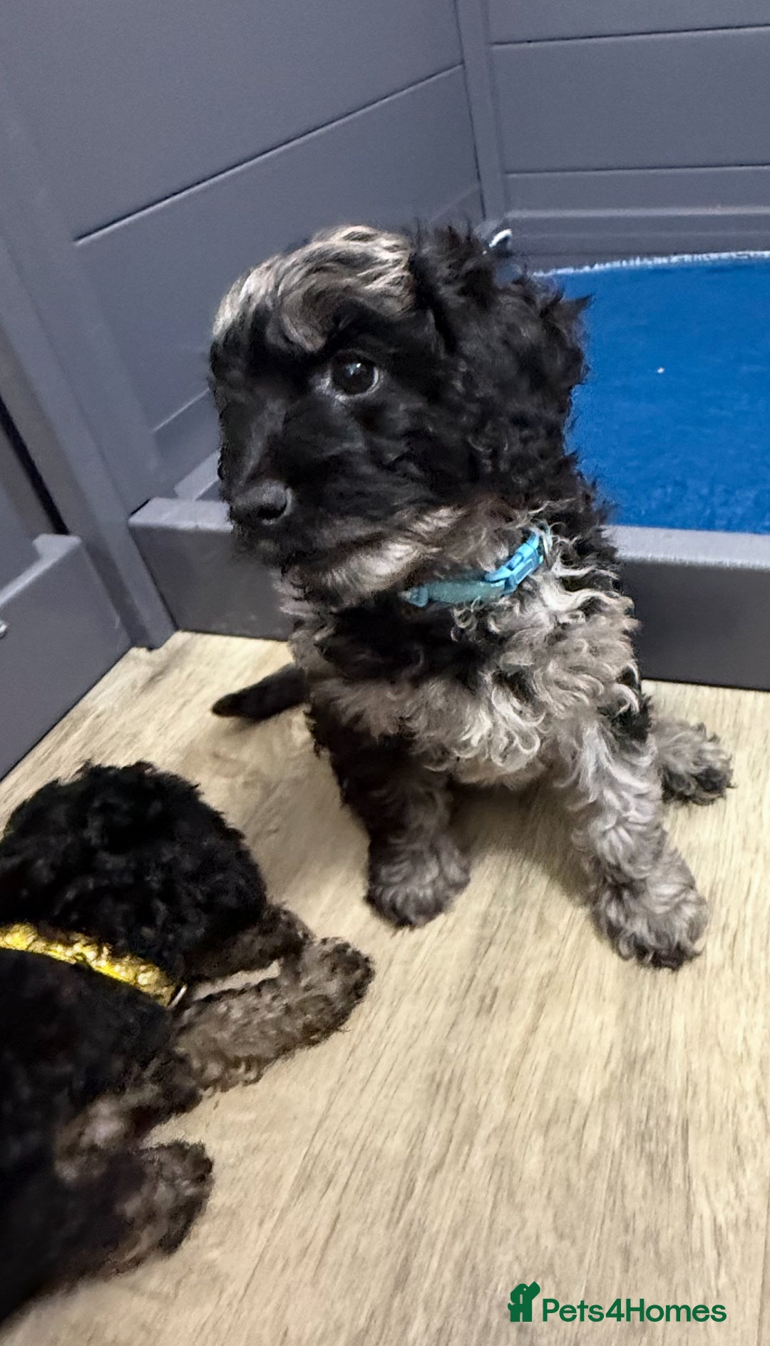 Cavapoo dogs for sale: READY NOW! Adorable Phantom F1b Cavapoo puppies  - Image 8