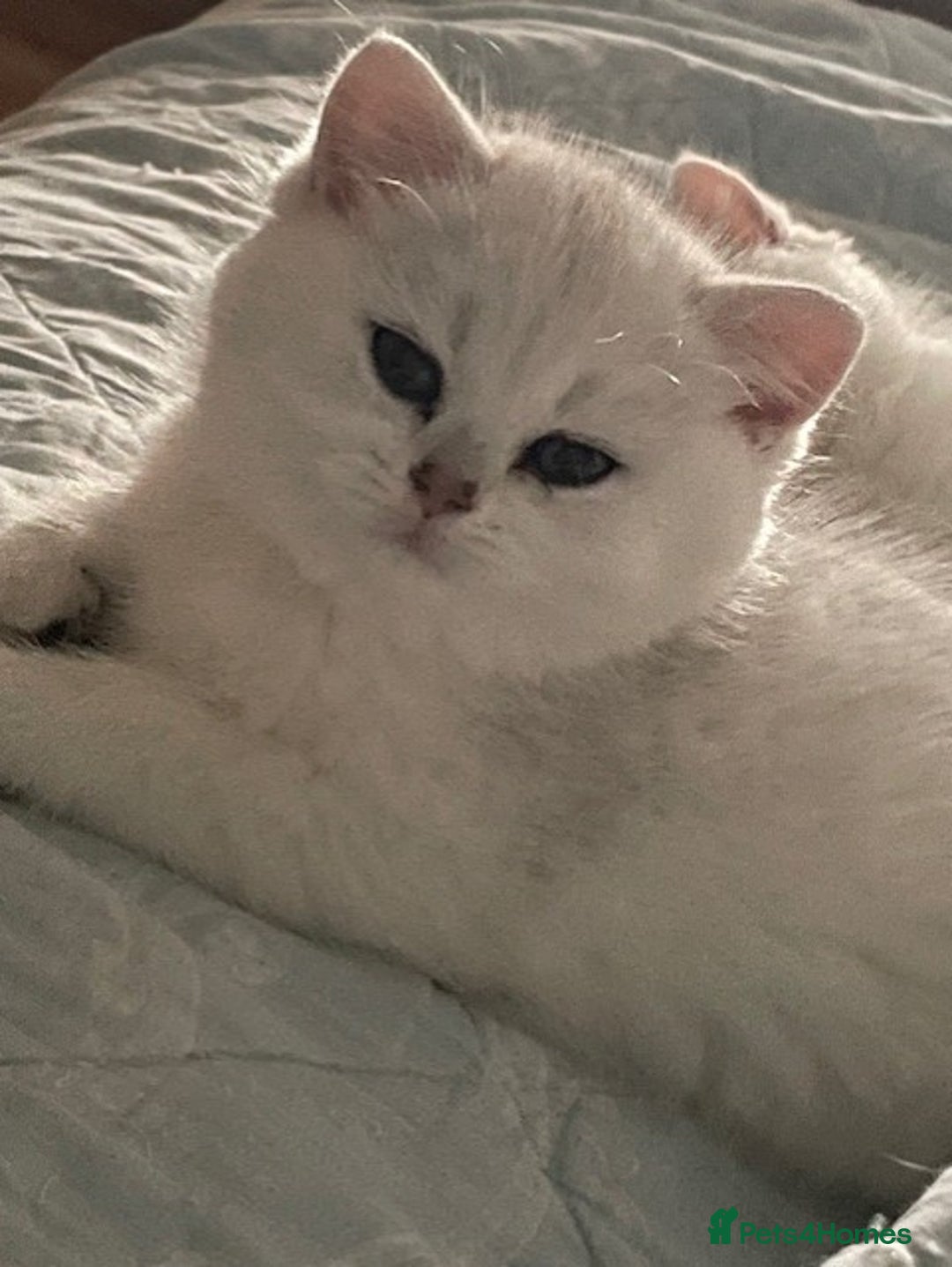 British Shorthair cats for sale: beautiful silver tipped BSH - Image 13