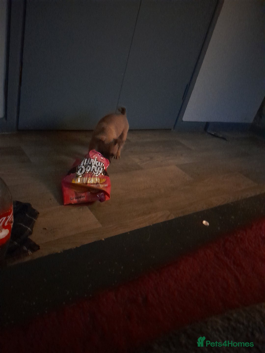 Mixed Breed dogs for sale: French bulldog x - Advert 2