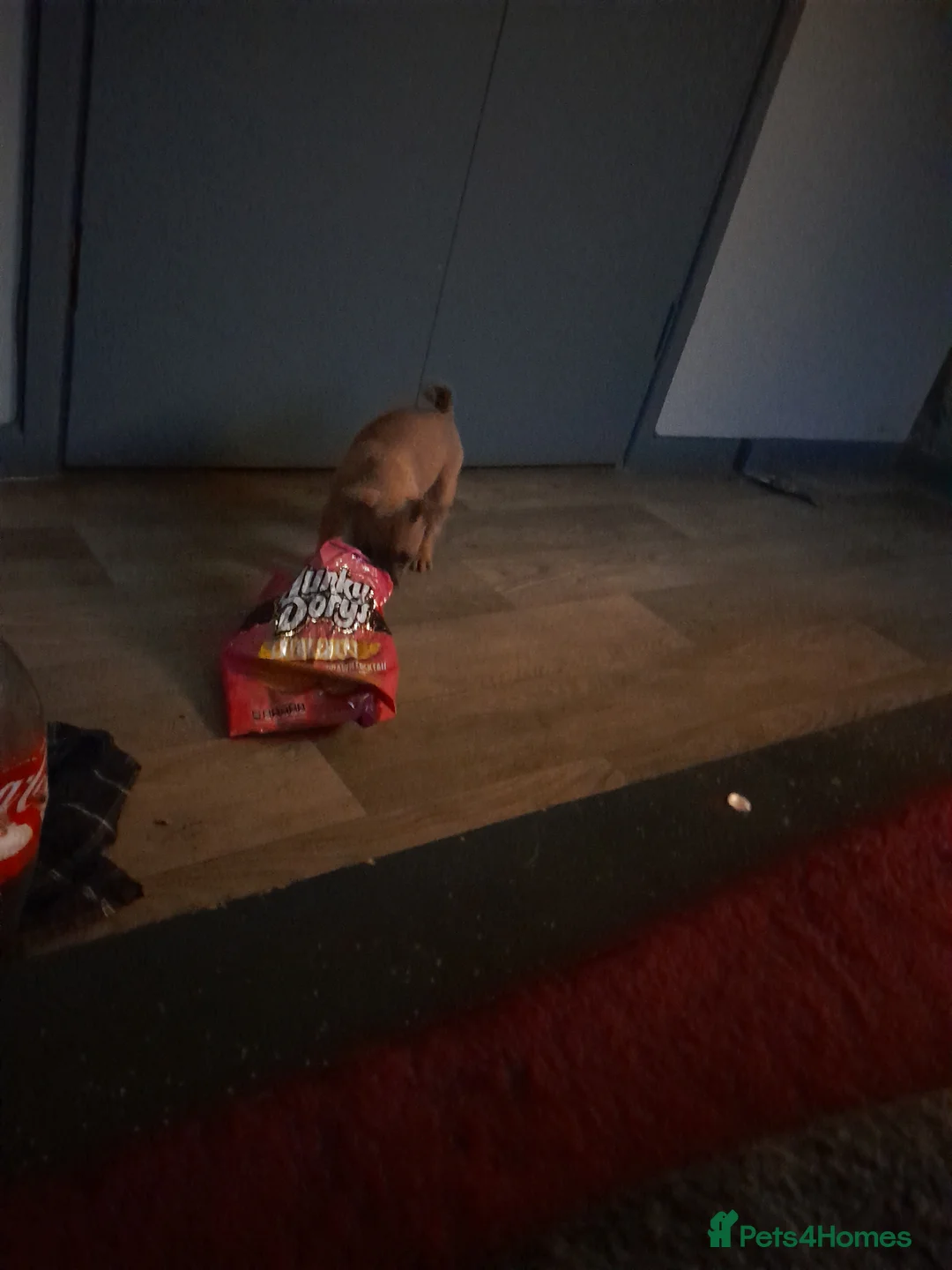 Mixed Breed dogs for sale: French bulldog x - Advert 2