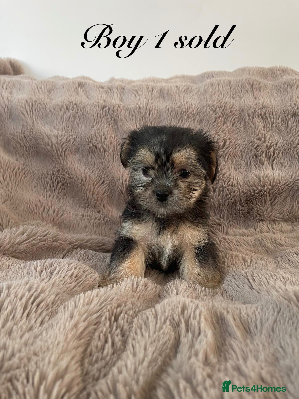 Shorkie dogs Shorkie 3 boys fully Vaccinated &Microchipped  - Advert 2