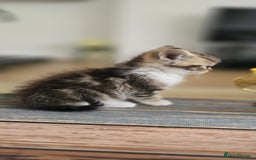 Persian cats for sale: Miss  - Image 3