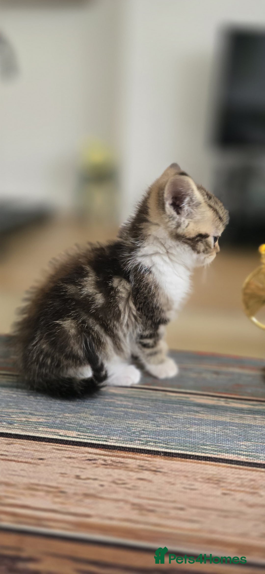 Persian cats for sale: Miss  - Image 3