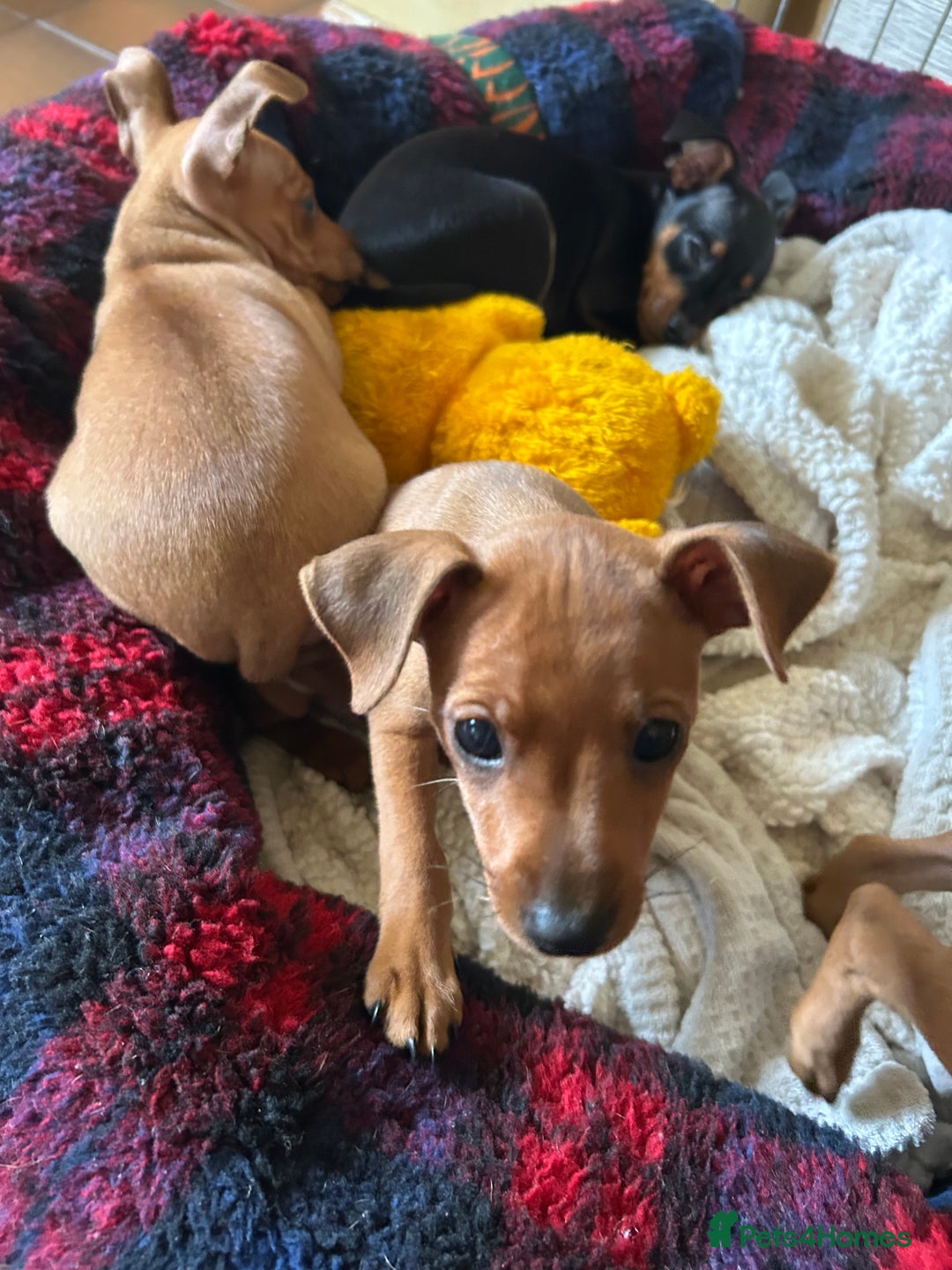 Miniature Pinscher dogs for sale: Stunning KC Miniature Pinscher puppies - Advert 4