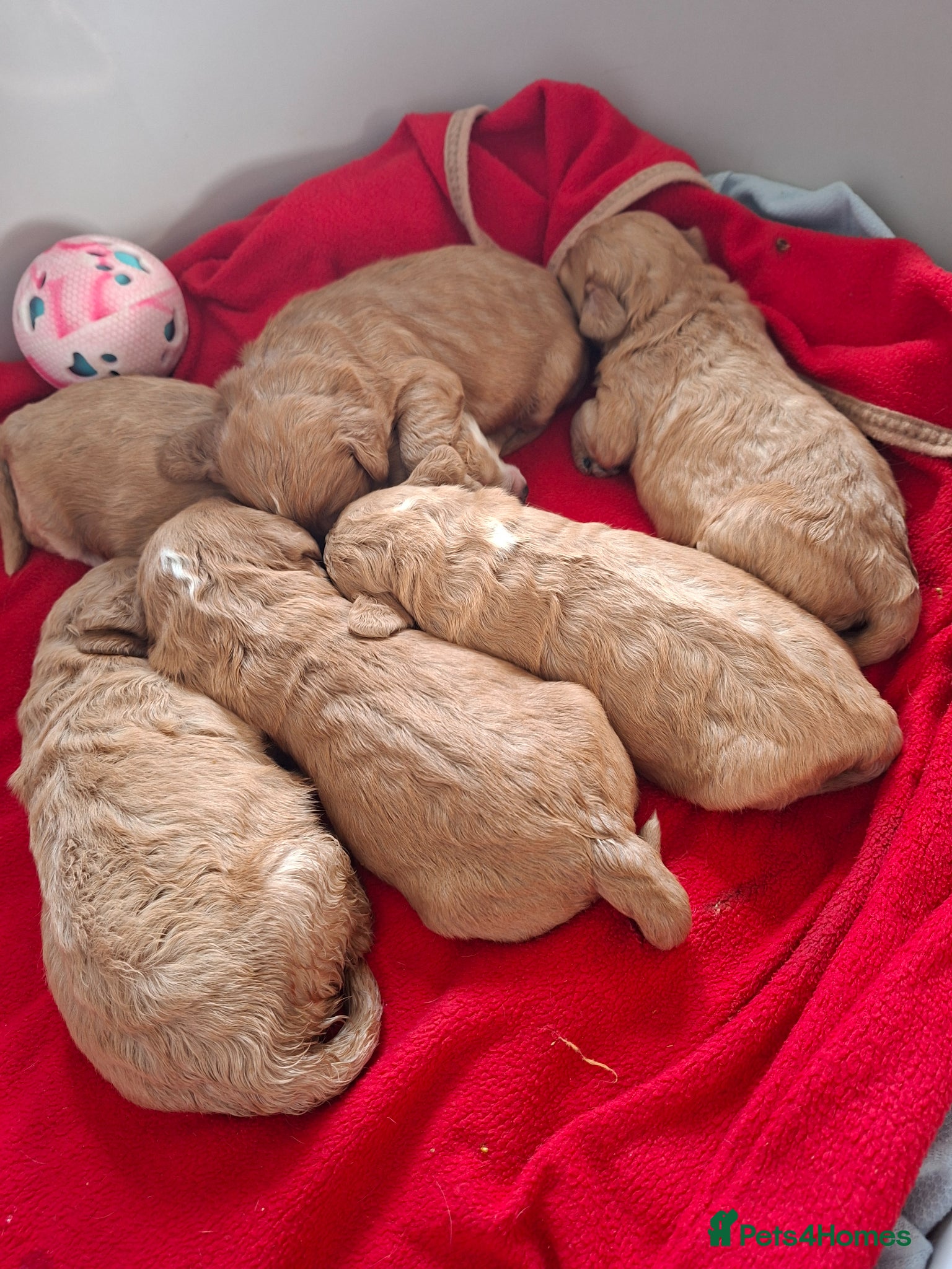 Cockapoo dogs F1 Cockapoo puppies  - Advert 1