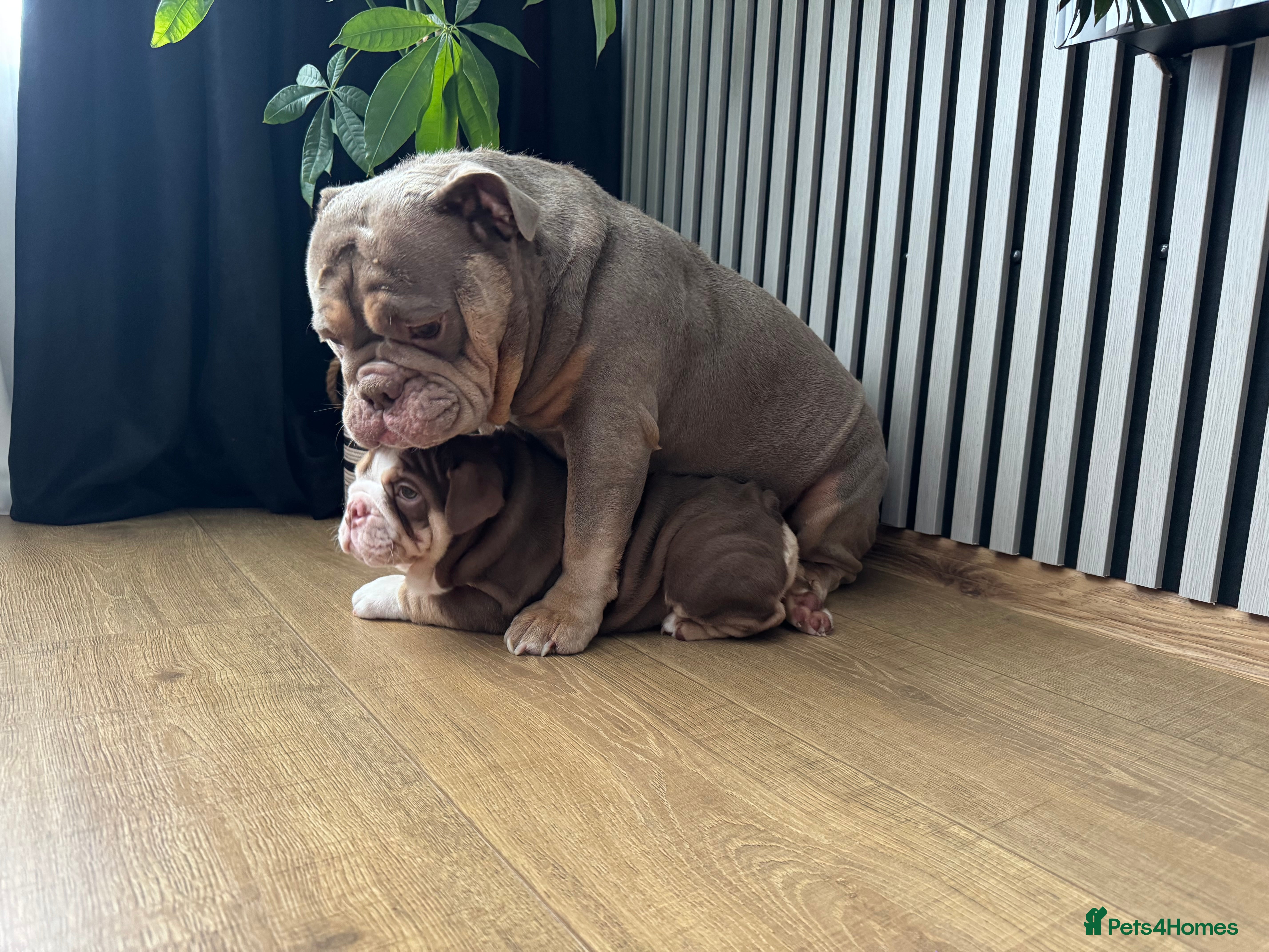 English Bulldog dogs Our girl looking for a warm sofa and fully love🏠 - Advert 1