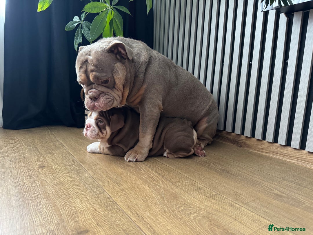 English Bulldog dogs for sale: Our girl looking for a warm sofa and fully love🏠 - Advert 1