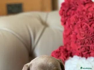 Miniature Dachshund dogs 🎀 READY NOW KC REG SHOW QUALITY MALE 🎀 - Advert 15