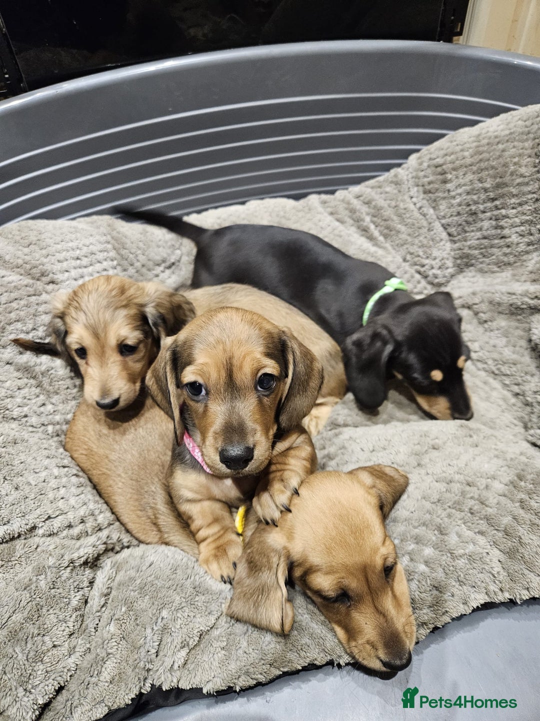 Miniature Dachshund dogs for sale: Miniature shaded cream dachshunds  - Advert 12