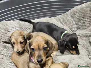 Miniature Dachshund dogs Dachshund puppies - Advert 18