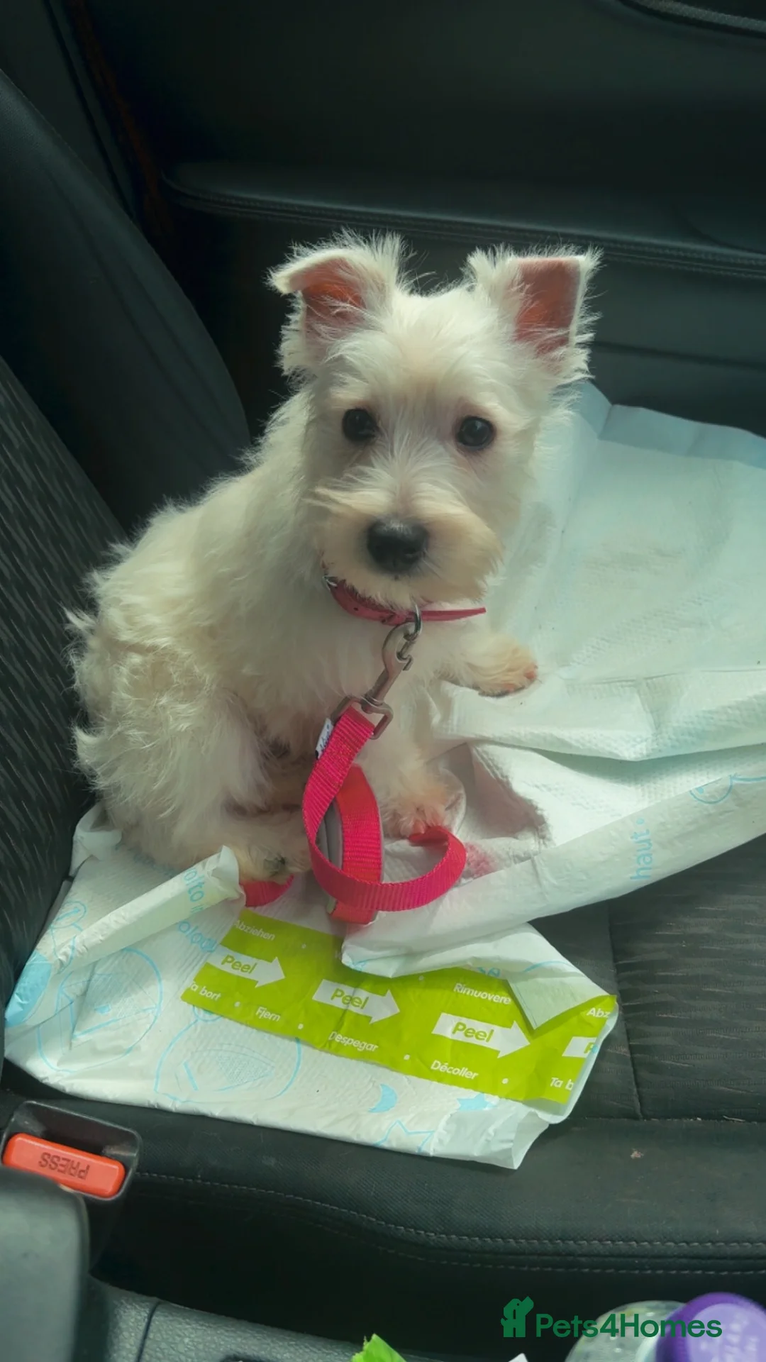 West Highland Terrier dogs for sale: West highland puppy bitch for sale - Advert 5