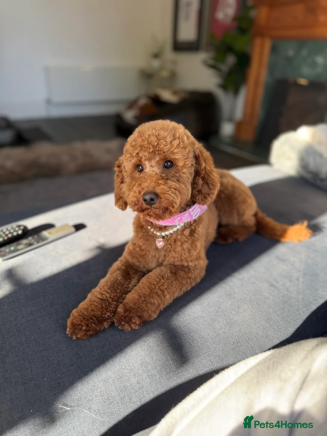 Miniature Poodle dogs for sale: Beautiful Miniature Poodle Female  - Advert 9