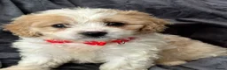 Cavapoo dogs for sale: F1 Cavapoo’s ready for new homes-1 boy & 3 girls - Advert 15