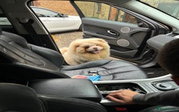 Chow Chow dogs for sale: 🧸Chow Chow Puppy Last of a World-Class Litter! 🐾 - Image 6