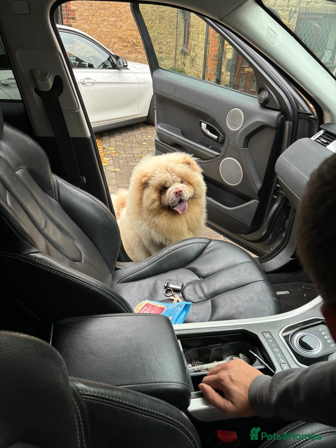 Chow Chow dogs for sale: 🧸Chow Chow Puppy Last of a World-Class Litter! 🐾 - Image 6