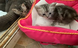 Burmese cats for sale: Burmese xBritish Kittens  - Image 6