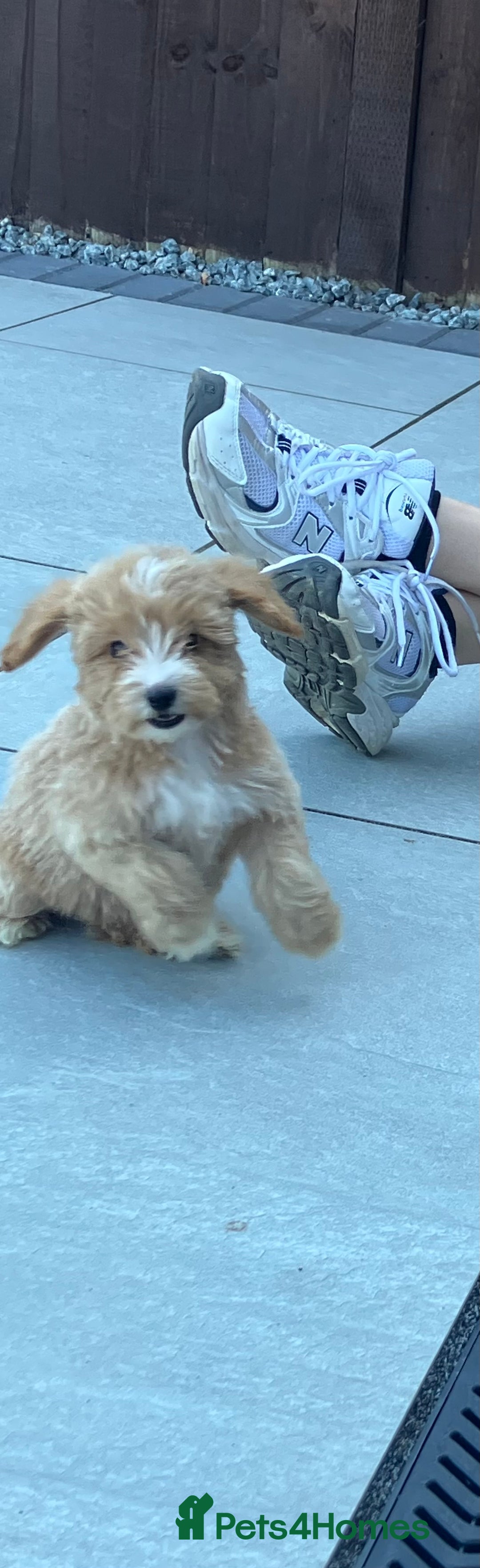 Cockapoo dogs for sale: Our baby cockapoos 🥰 - Image 6